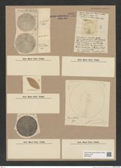 Diatomeae indet. Zeichnungen Sammlung Grunow Nr. 8931 (NHMW-BOT-W0378607)